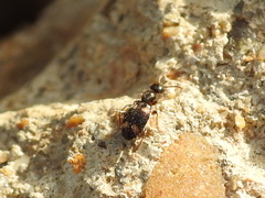 Hirticomus quadriguttatus