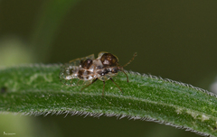 Galeatus scrophicus