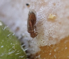 Homilopsocidea