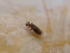 Homilopsocidea