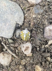 Araneus diadematoides
