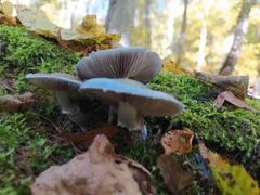 Stropharia caerulea