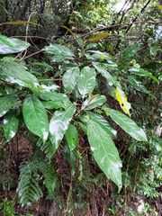Turpinia formosana