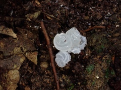 Tremella fuciformis