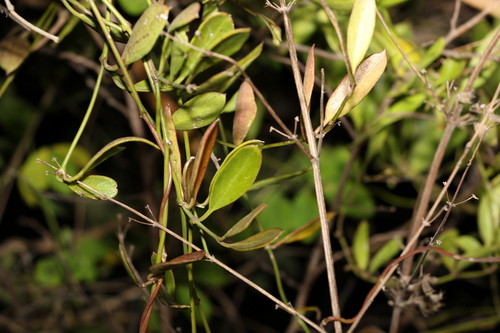 Image of Vincetoxicum carnosum by (c) Greg Tasney, some rights reserved (CC BY-SA)