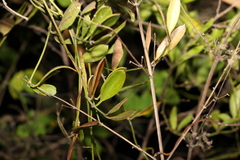 Vincetoxicum carnosum