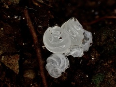 Tremella fuciformis