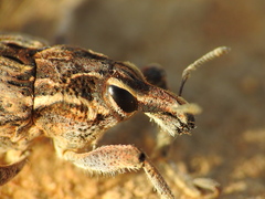 Coniocleonus excoriatus