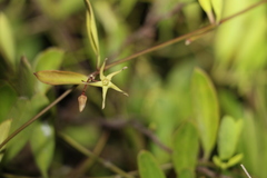 Vincetoxicum carnosum