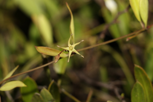Image of Vincetoxicum carnosum by (c) Greg Tasney, some rights reserved (CC BY-SA)