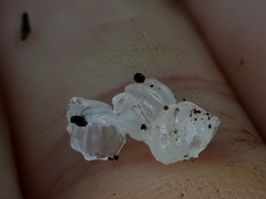 Tremella fuciformis