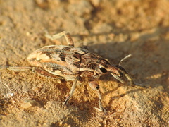Coniocleonus excoriatus