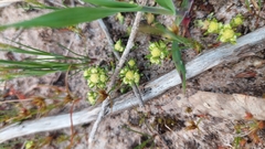 Siloxerus multiflorus