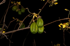 Cochlospermum gillivraei
