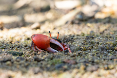 Paraleptuca splendida