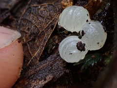 Tremella fuciformis