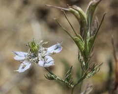 Nigella arvensis