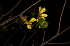 Cochlospermum gillivraei