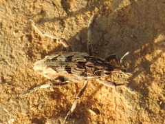 Coniocleonus excoriatus
