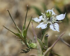 Nigella arvensis