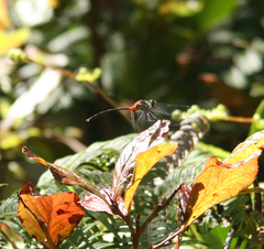 Nesogonia blackburni