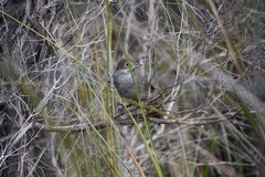 Dasyornis broadbenti