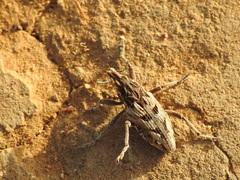 Coniocleonus excoriatus
