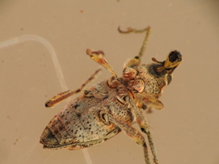 Coniocleonus excoriatus