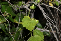 Dysosmia