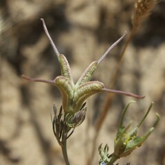 Nigella arvensis