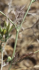 Nigella arvensis