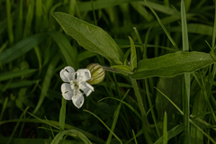Silene latifolia