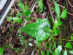 Thladiantha nudiflora