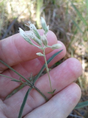 Eupatorium leucolepis
