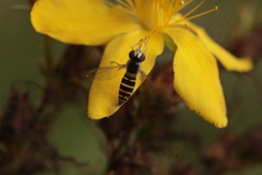 Sphaerophoria scripta