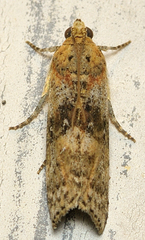 Sciota virgatella