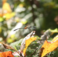 Nesogonia blackburni