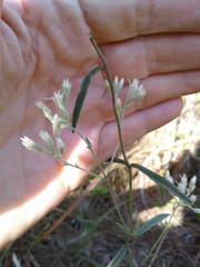 Eupatorium leucolepis