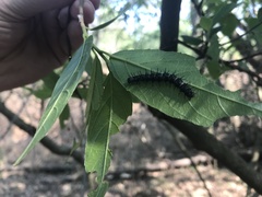 Acraea horta