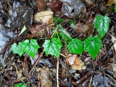 Thladiantha nudiflora