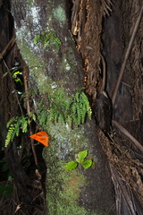 Adiantum cunninghamii