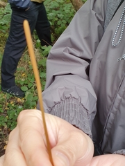 Macrotyphula fistulosa