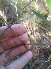 Eupatorium leucolepis