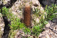 Banksia