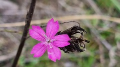 Dianthus borbasii
