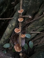 Microporus xanthopus