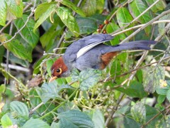 Pterorhinus treacheri