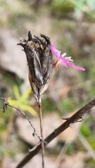 Dianthus borbasii