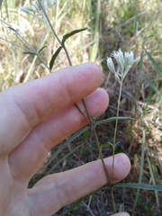 Eupatorium leucolepis