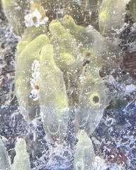 Ecteinascidia conklini